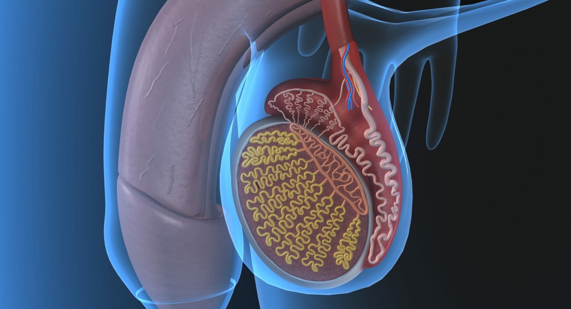 Biopsie-testiculaire