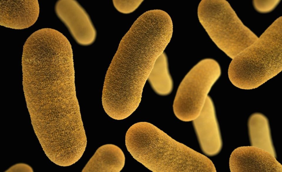 E. coli Infection