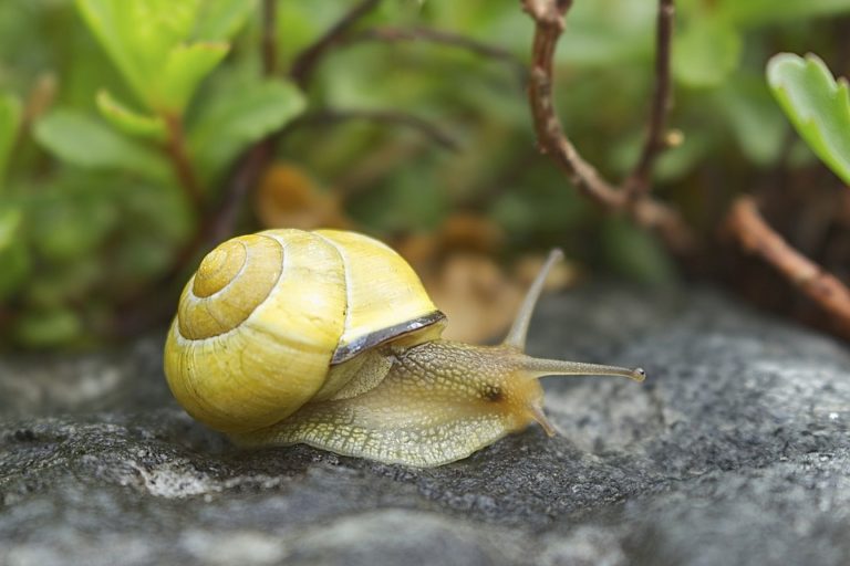 Combien De Temps Laisser La Bave D Escargot Sur Le Visage La bave d’escargot : l’ingrédient aux mille vertus pour la peau