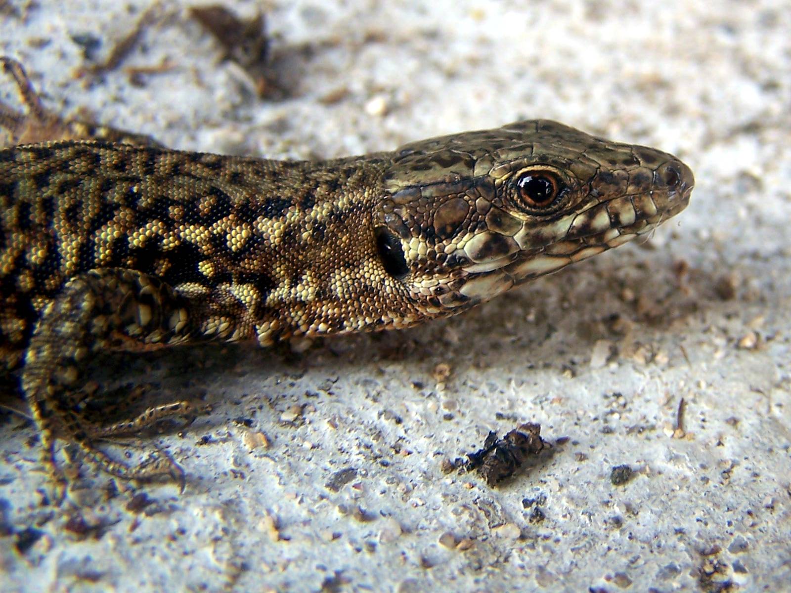 lezard